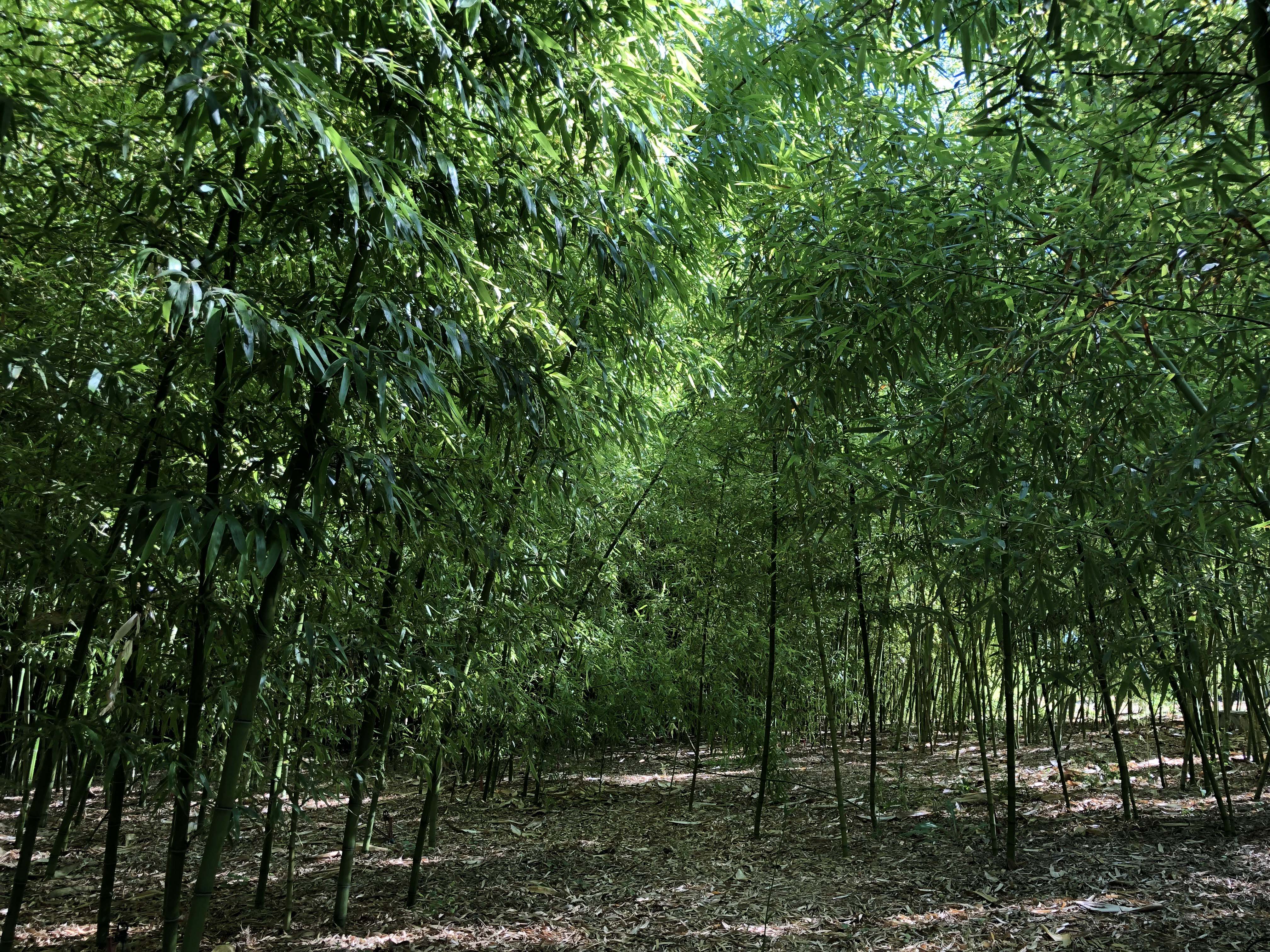 Bamboo Forest